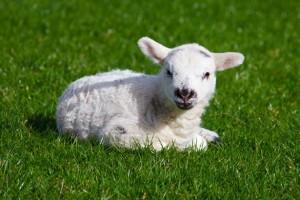 baby-lamb